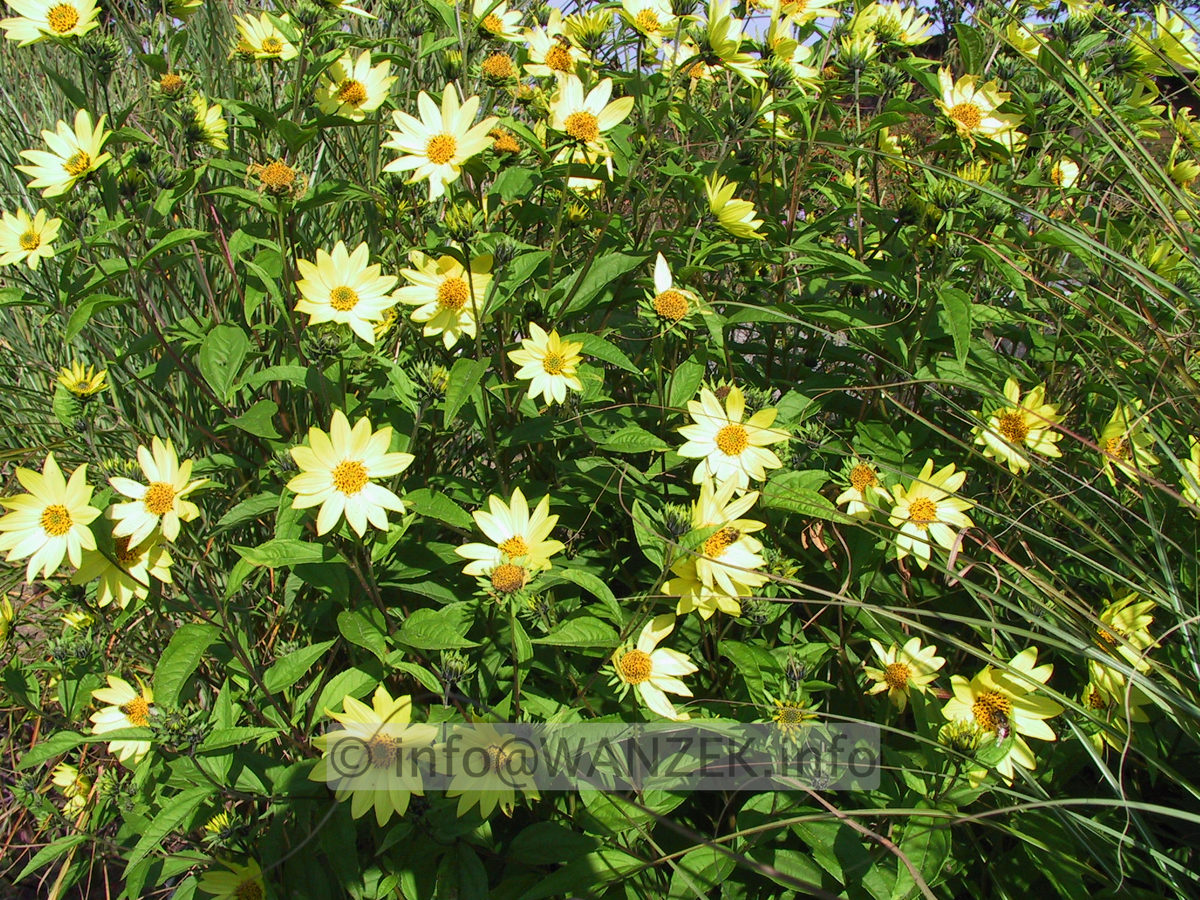 Helianthus Hybride Lemon Queen - Blueten 1.JPG